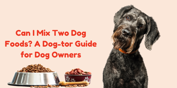Can I Mix Two Dog Foods? A Dog-tor Guide for Dog Owners