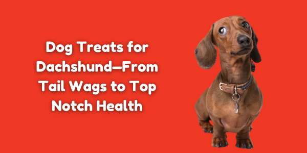 Dog Treats for Dachshund—From Tail Wags to Top Notch Health