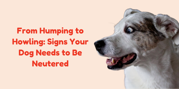 From Humping to Howling: Signs Your Dog Needs to Be Neutered