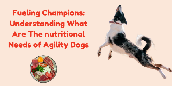 Fueling Champions: Understanding What Are The nutritional Needs of Agility Dogs
