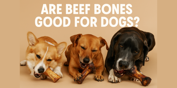 Beef Bones for Dogs: The Crunch that Powers Primal Health