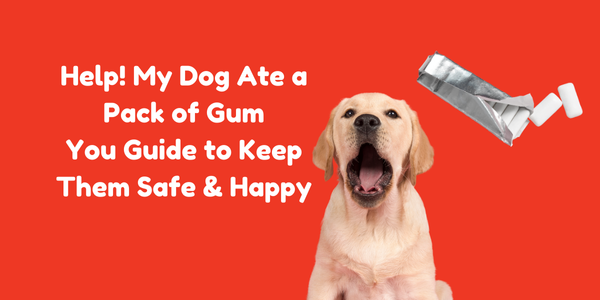 Help! My Dog Ate a Pack of Gum—Here’s Your Ultimate Guide to Keep Them Safe & Happy