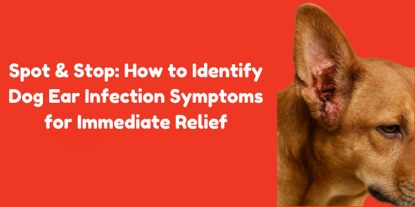 Spot & Stop: How to Identify Dog Ear Infection Symptoms for Immediate Relief