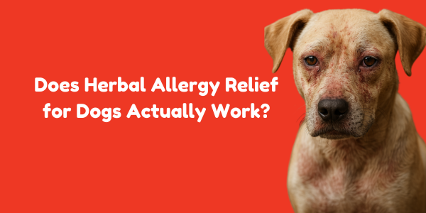 Does Herbal Allergy Relief for Dogs Actually Work?