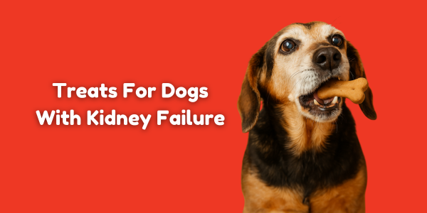 Extend Your Dog’s Wag-Years: Kidney-Safe Treats for Dogs with Kidney Failure