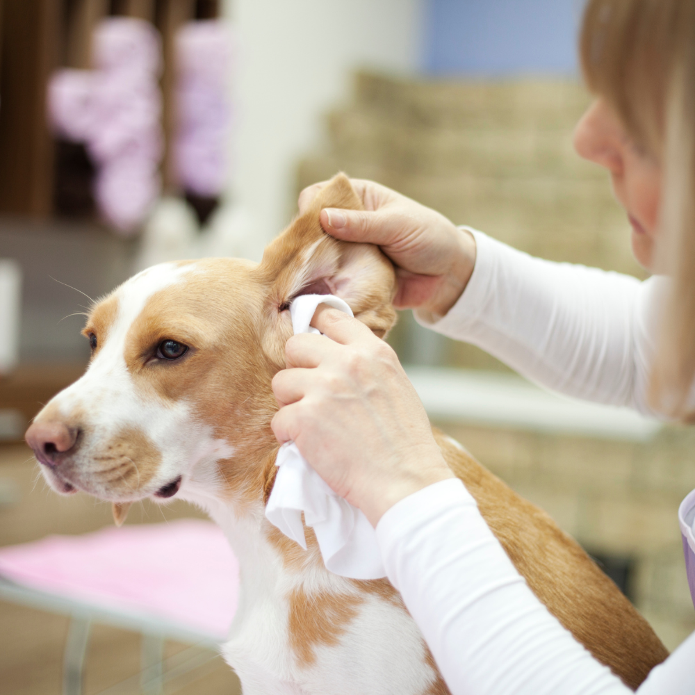 Black Seed Oil For ear infection in dogs essential oils