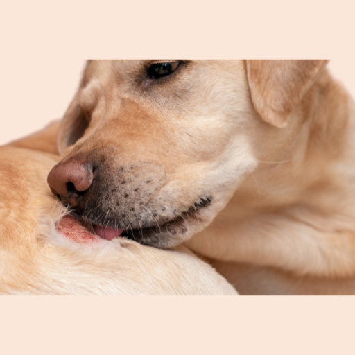 dog skin infection