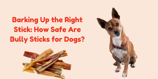 Barking Up the Right Stick: How Safe Are Bully Sticks for Dogs?