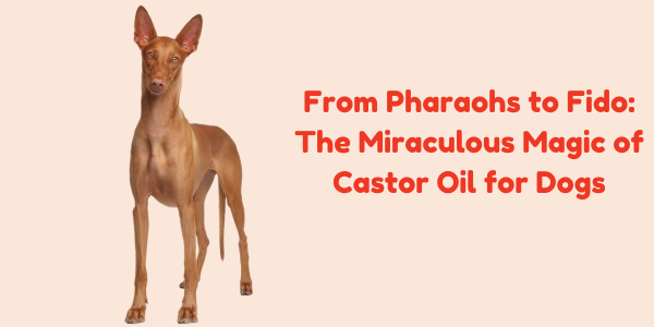 From Pharaohs to Fido: The Miraculous Magic of Castor Oil for Dogs