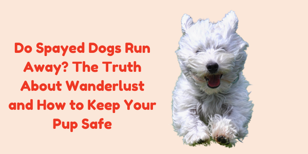 Do Spayed Dogs Run Away? The Truth About Wanderlust and How to Keep Your Pup Safe