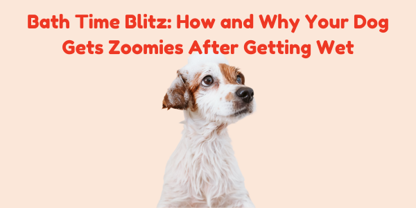 Bath Time Blitz: How and Why Your Dog Gets Zoomies After Getting Wet