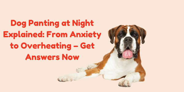 Dog Panting at Night Explained: From Anxiety to Overheating – Get Answers Now