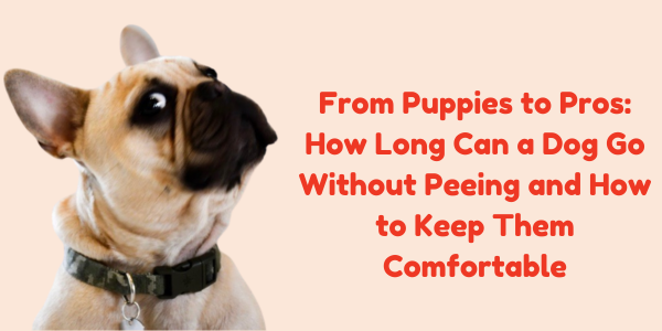 From Puppies to Pros: How Long Can a Dog Go Without Peeing and How to Keep Them Comfortable