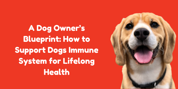 A Dog Owner’s Blueprint: How to Support Dogs Immune System for Lifelong Health