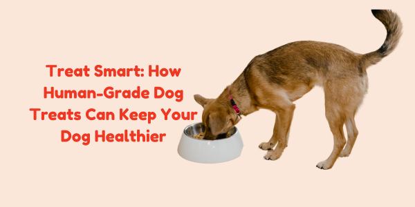 Treat Smart: How Human-Grade Snacks Can Keep Your Dog Healthier, Longer