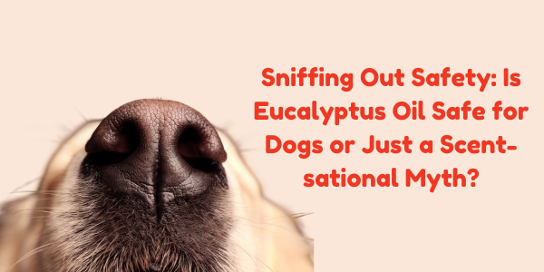 Sniffing Out Safety: Is Eucalyptus Oil Safe for Dogs or Just a Scent-sational Myth?