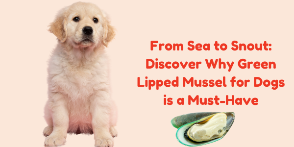 From Sea to Snout: Discover Why Green Lipped Mussel for Dogs is a Must-Have
