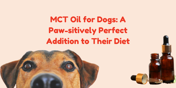 MCT Oil for Dogs: A Paw-sitively Perfect Addition to Their Diet