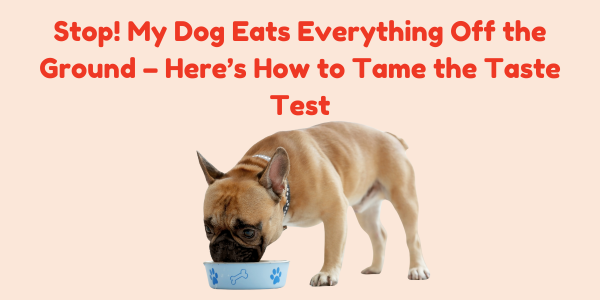 Stop! My Dog Eats Everything Off the Ground – Here’s How to Tame the Taste Test