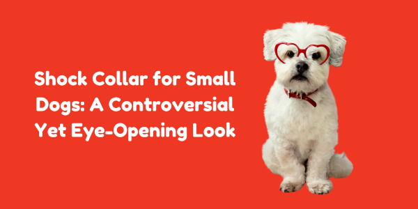Shock Collar for Small Dogs: A Controversial Yet Eye-Opening Look
