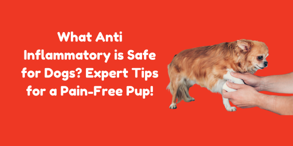 What Anti Inflammatory is Safe for Dogs? Expert Tips for a Pain-Free Pup!