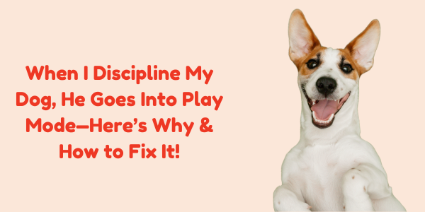 When I Discipline My Dog, He Goes Into Play Mode—Here’s Why & How to Fix It!