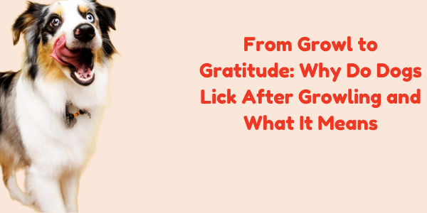From Growl to Gratitude: Why Do Dogs Lick After Growling and What It Means