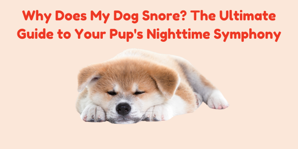 Why Does My Dog Snore? The Ultimate Guide to Your Pup's Nighttime Symphony