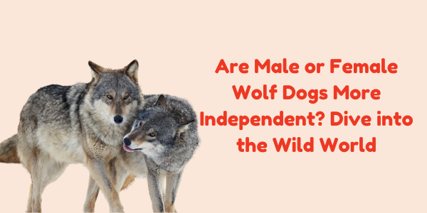 Are Male or Female Wolf Dogs More Independent? Dive into the Wild World