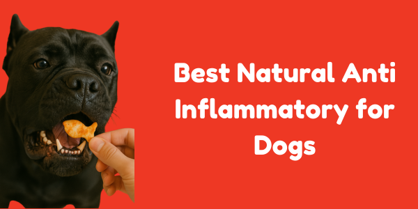 Best Natural Anti Inflammatory for Dogs