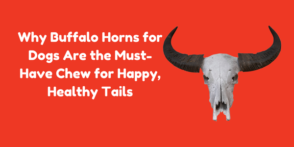 Why Buffalo Horns for Dogs Are the Must-Have Chew for Happy, Healthy Tails