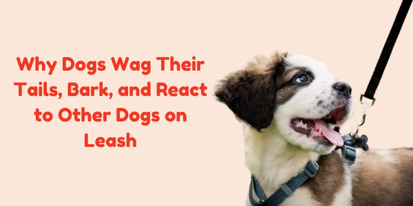 Why Dogs Wag Their Tails, Bark, and React to Other Dogs on Leash