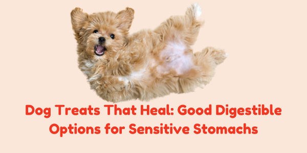 Dog Treats That Heal: Good Digestible Options for Sensitive Stomachs