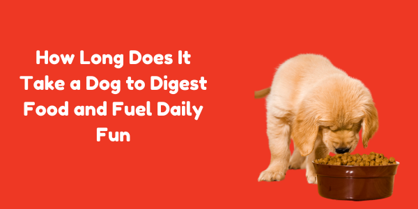 How Long Does It Take a Dog to Digest Food and Fuel Daily Fun