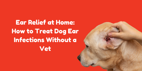 Ear Relief at Home: How to Treat Dog Ear Infections Without a Vet