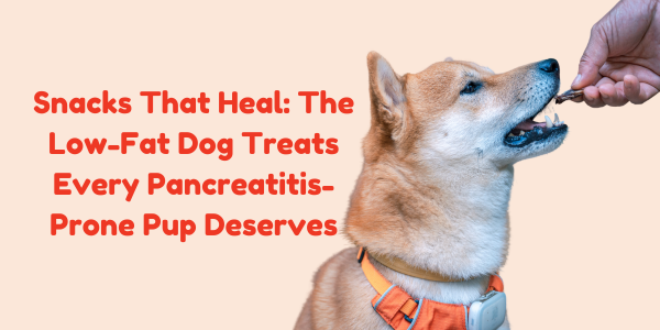 Snacks That Heal: The Low-Fat Dog Treats Every Pancreatitis-Prone Pup Deserves