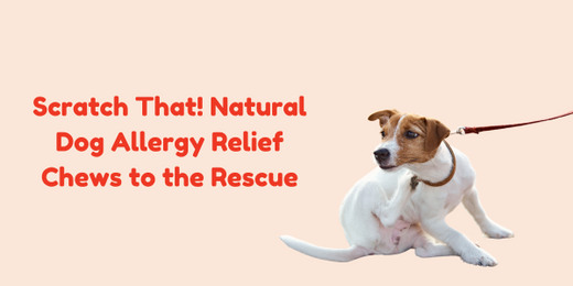 Scratch That! Natural Dog Allergy Relief Chews to the Rescue