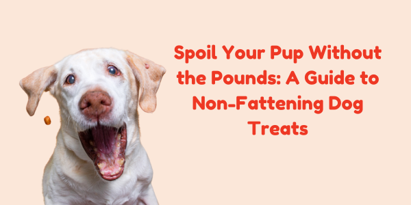 Spoil Your Pup Without the Pounds: A Guide to Non-Fattening Dog Treats