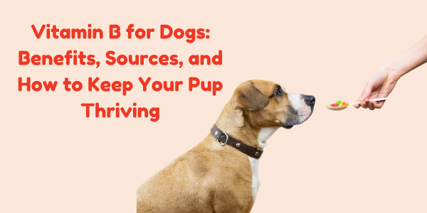 Vitamin B for Dogs: Benefits, Sources, and How to Keep Your Pup Thriving