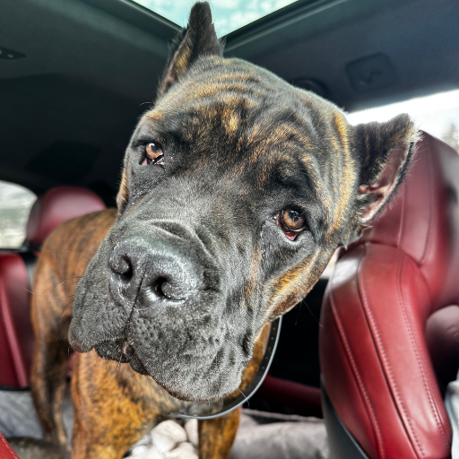 cane corso dog treat review