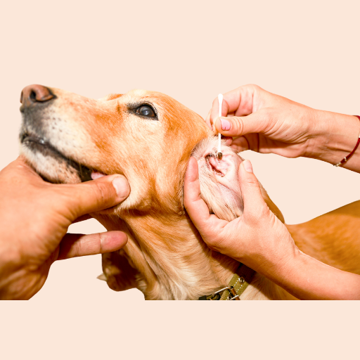 dog ear infection treatment